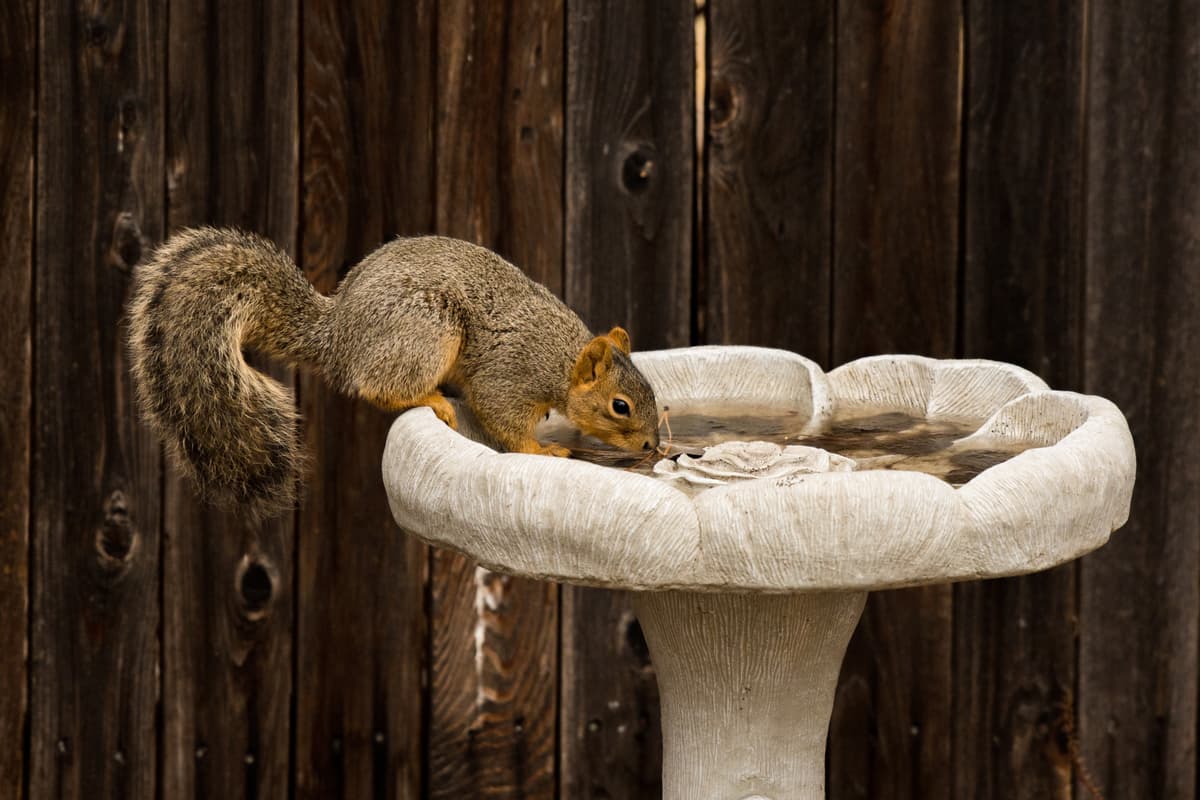 birdbath fountain