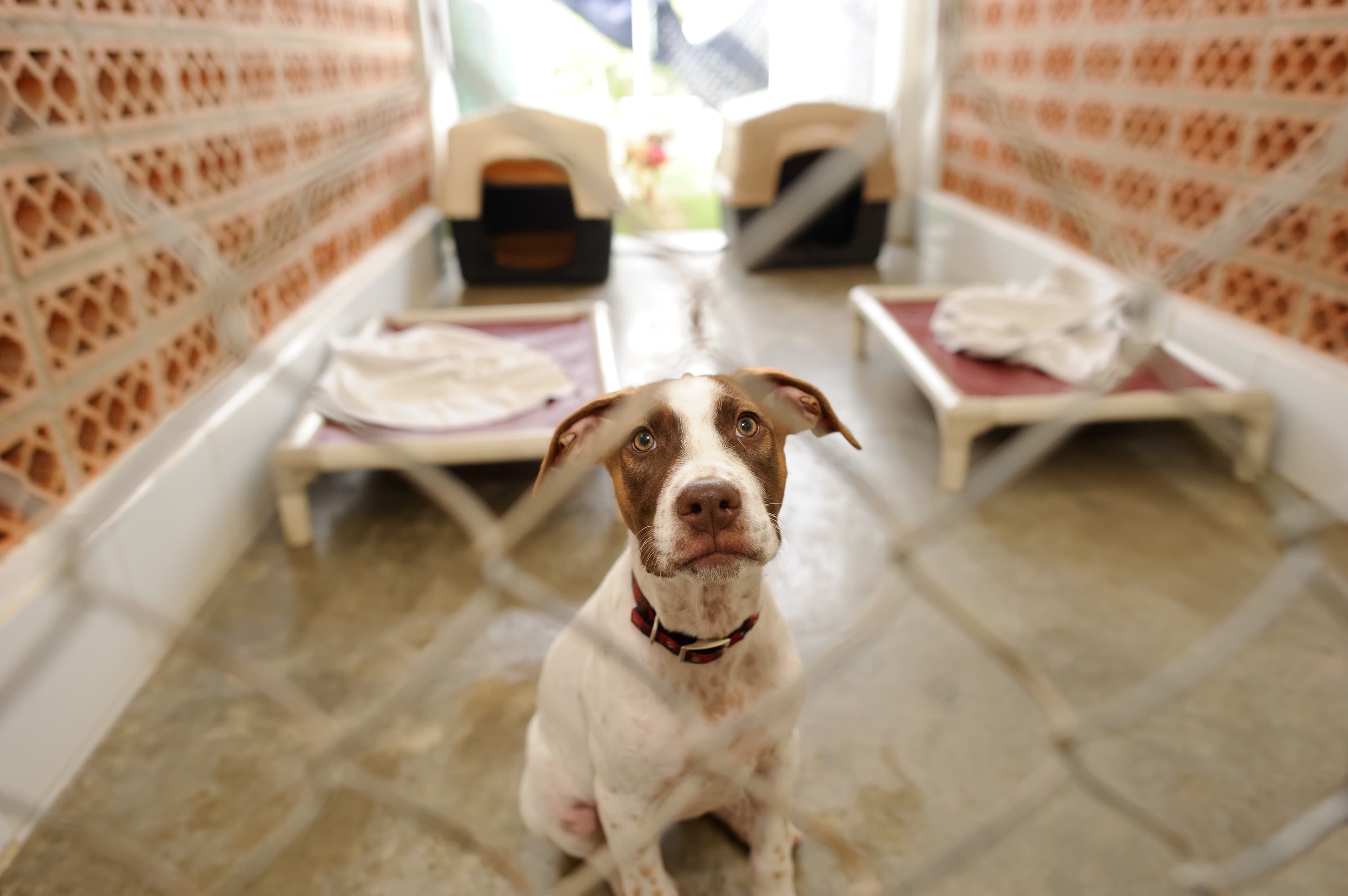 kennel